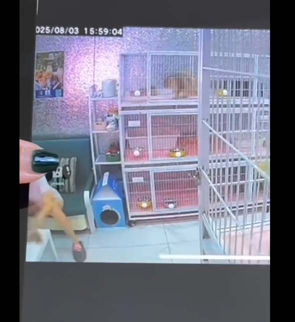 图片[2]-辽宁沈阳猫咖内现虐猫致死案件， 看过完整监控后的猫主怒报警！-吃瓜网